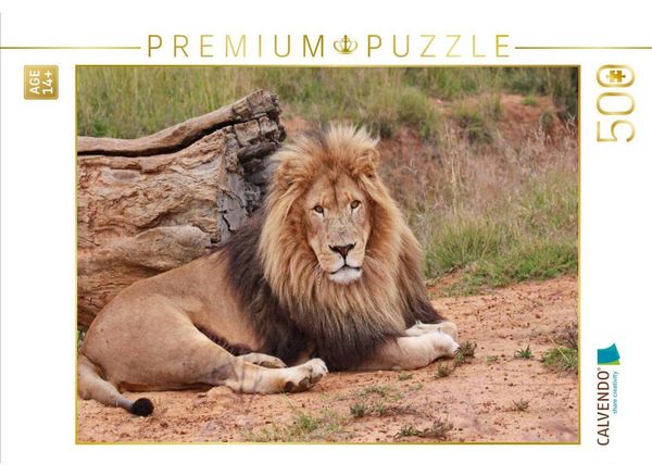 CALVENDO Puzzle Löwen Männchen | 500 Teile Lege-Größe 48 × 36 cm Foto-Puzzle für Erwachsene