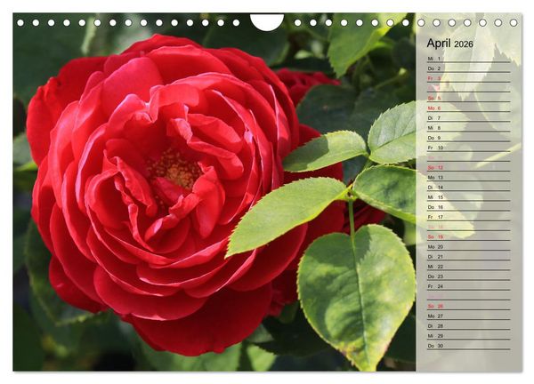 Produktbild: Rosensommer (Wandkalender 2026 DIN A4 quer), CALVENDO Monatskalender