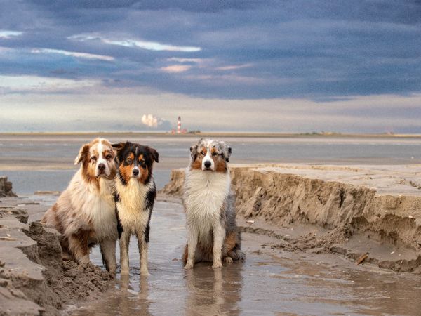 Produktbild: CALVENDO Puzzle Australian Shepherd 2022 1000 Teile Lege-Gr&ouml;&szlig;e 640 x 480 cm Foto-Puzzle Bild von Annett Mirsberger