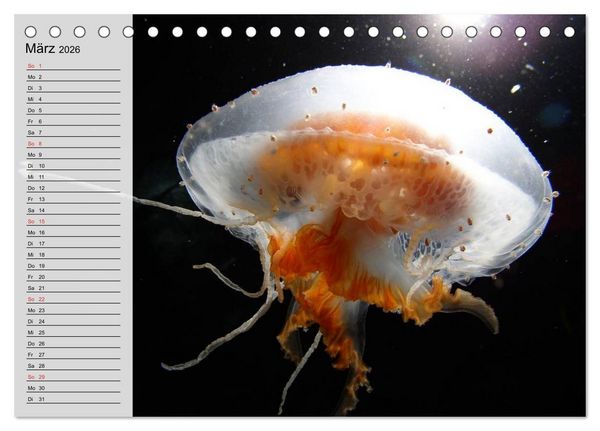 Produktbild: Quallen. Die Welt der Medusen (Tischkalender 2026 DIN A5 quer), CALVENDO Monatskalender