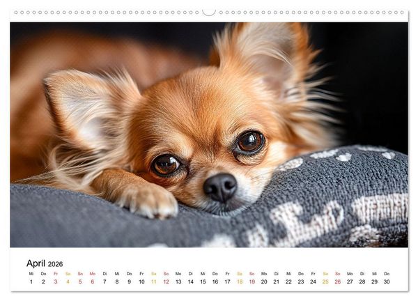Produktbild: Chihuahua - kleine Energieb&uuml;ndel (hochwertiger Premium Wandkalender 2026 DIN A2 quer), Kunstdruck in Hochglanz