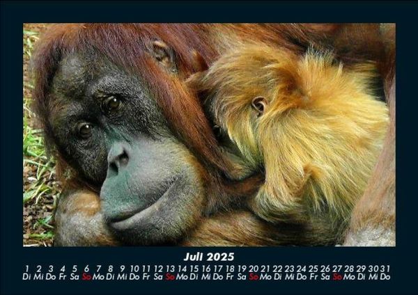 Produktbild: Welt der Affen 2025 Fotokalender DIN A5