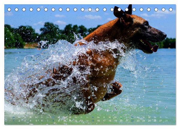 Produktbild: SPLASH - Hunde im Wasser (Tischkalender 2026 DIN A5 quer), CALVENDO Monatskalender