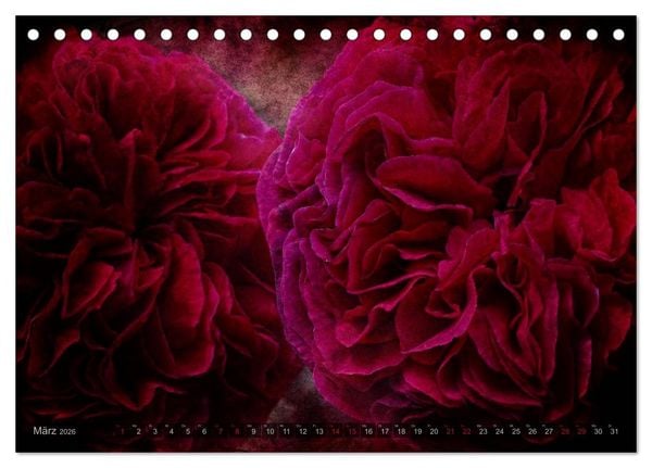 Produktbild: Gothic Rose - Rosen aus dem Garten der Finsternis (Tischkalender 2026 DIN A5 quer), CALVENDO Monatskalender