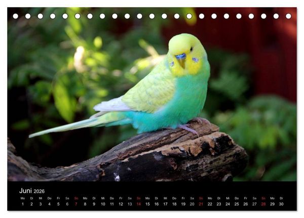 Produktbild: Wellensittiche - Naturkalender (Tischkalender 2026 DIN A5 quer), CALVENDO Monatskalender