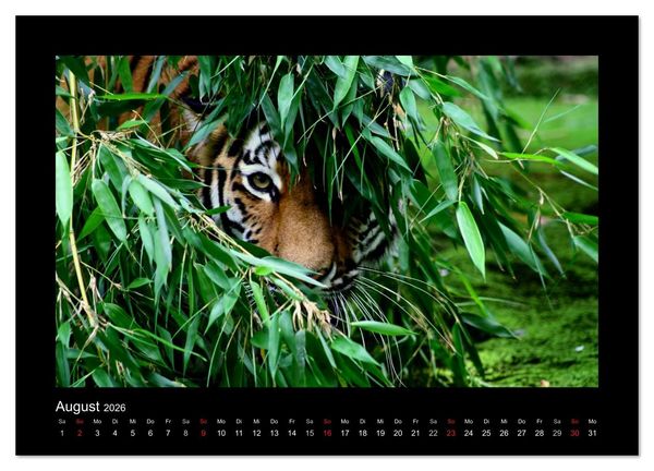 Produktbild: Welt der Katzen - Tiger (Wandkalender 2026 DIN A4 quer), CALVENDO Monatskalender
