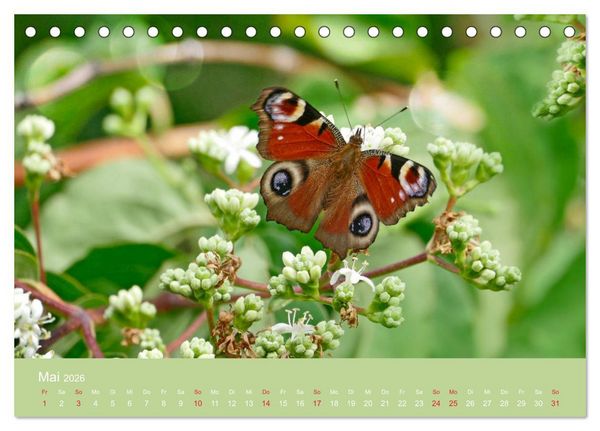 Produktbild: Fauna trifft Flora - Tierischer Besuch im Pflanzenreich (Tischkalender 2026 DIN A5 quer), CALVENDO Monatskalender