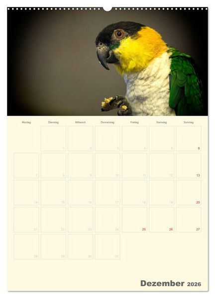 Produktbild: Kunterbunter Papageien-Planer (hochwertiger Premium Wandkalender 2026 DIN A2 hoch), Kunstdruck in Hochglanz