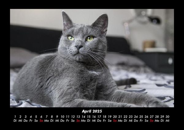 Produktbild: F&uuml;r Katzenfreunde 2025 Fotokalender DIN A3