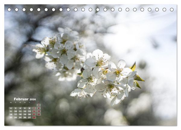 Produktbild: Fr&uuml;hlingstr&auml;ume in Wei&szlig; (Tischkalender 2026 DIN A5 quer), CALVENDO Monatskalender