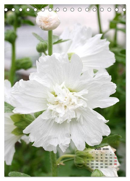 Produktbild: Malvenbl&uuml;te (Tischkalender 2026 DIN A5 hoch), CALVENDO Monatskalender