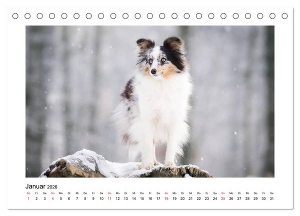Produktbild: Herzensshelties - Shetland Sheepdogs (Tischkalender 2026 DIN A5 quer), CALVENDO Monatskalender
