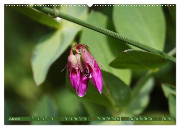 Produktbild: Natur, die bezaubert (Wandkalender 2026 DIN A2 quer), CALVENDO Monatskalender