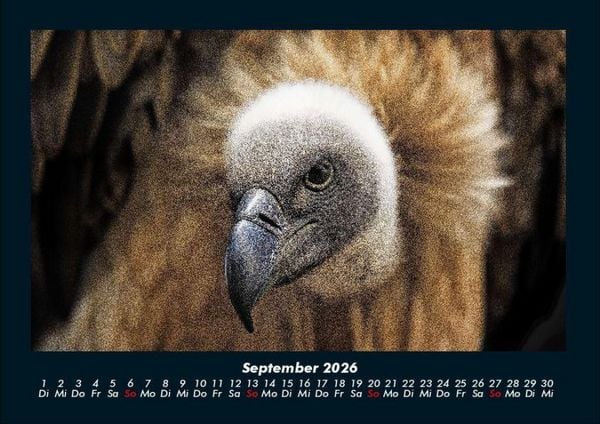 Produktbild: Vogelparadies 2026 Fotokalender DIN A4