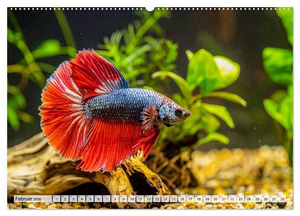 Produktbild: Amazonaslichter. Farben der Tiefe (Wandkalender 2026 DIN A2 quer), CALVENDO Monatskalender