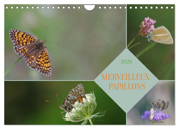 Produktbild: Merveilleux papillons (Calendrier mural 2026 DIN A4 vertical), CALVENDO calendrier mensuel
