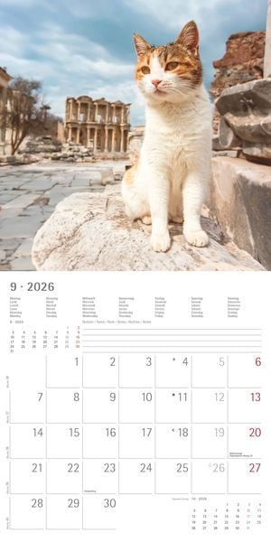 Produktbild: Katzen 2026 - Broschürenkalender 30x30 cm (30x60 geöffnet) - Kalender mit Platz für Notizen - Cats - Bildkalender - Wandplaner - Katzenkalender