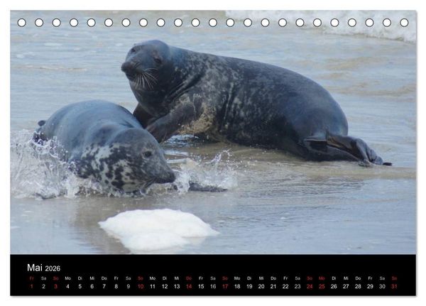 Produktbild: Verspielte Robben (Tischkalender 2026 DIN A5 quer), CALVENDO Monatskalender