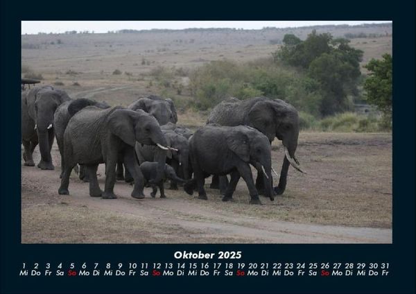 Produktbild: Der Elefantenkalender 2025 Fotokalender DIN A4