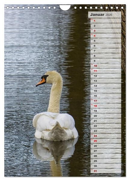 Produktbild: Stolze Schw&auml;ne (Wandkalender 2026 DIN A4 hoch), CALVENDO Monatskalender