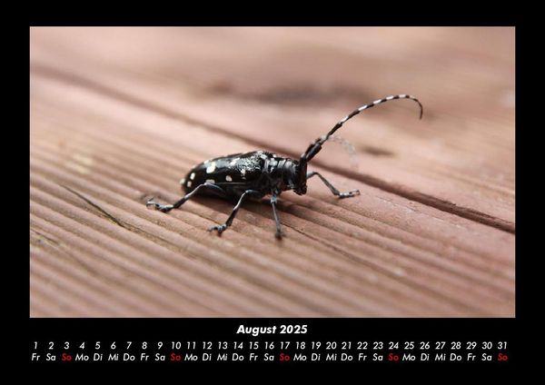 Produktbild: Waldbewohner 2025 Fotokalender DIN A3