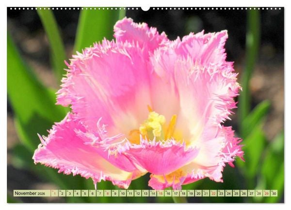 Produktbild: Tulpen. Zauberhafte Bl&uuml;tenpracht (Wandkalender 2026 DIN A2 quer), CALVENDO Monatskalender