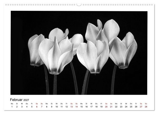 Produktbild: Die grafische Sch&ouml;nheit der Pflanzen &ndash; Schwarz-Wei&szlig; (Wandkalender 2027 DIN A2 quer), CALVENDO Monatskalender