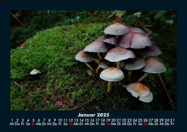 Produktbild: Pilzkalender 2025 Fotokalender DIN A5