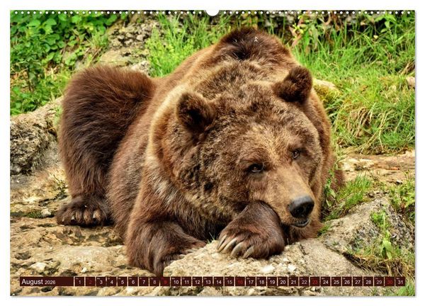 Produktbild: B&auml;ren. Kraftpakete auf leisen Sohlen (Wandkalender 2026 DIN A2 quer), CALVENDO Monatskalender