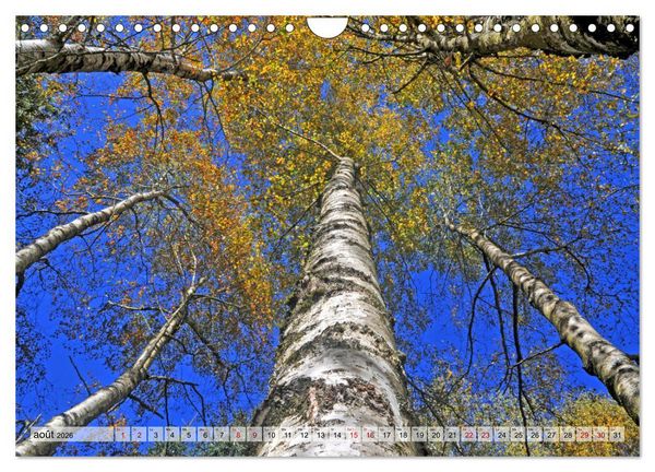 Produktbild: Au c&oelig;ur de la for&ecirc;t (Calendrier mural 2026 DIN A4 vertical), CALVENDO calendrier mensuel