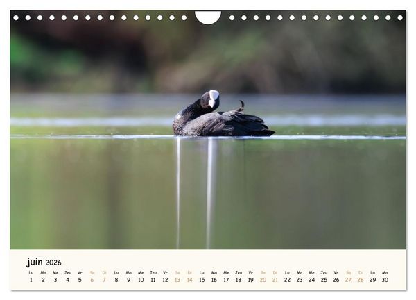 Produktbild: Chuchotements d'ailes - Une ann&eacute;e dans l'intimit&eacute; des oiseaux (Calendrier mural 2026 DIN A4 vertical), CALVENDO calendrier mensuel