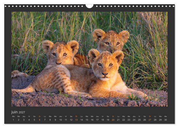 Produktbild: Lions &ndash; Photographies de la faune (Calendrier mural 2027 DIN A3 vertical), CALVENDO calendrier mensuel