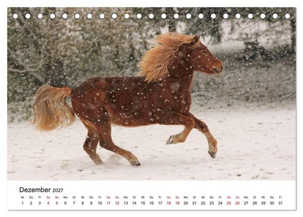 Produktbild: Islandpferde - Hufschlag aus Feuer und Eis (Tischkalender 2027 DIN A5 quer), CALVENDO Monatskalender
