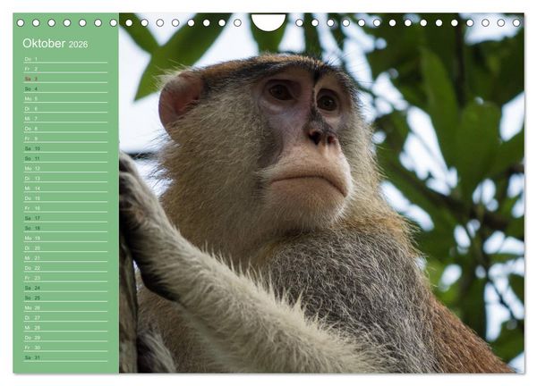 Produktbild: Die vielf&auml;ltige Welt der Affen (Wandkalender 2026 DIN A4 quer), CALVENDO Monatskalender