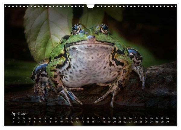 Produktbild: Fr&ouml;sche zum Verlieben (Wandkalender 2026 DIN A3 quer), CALVENDO Monatskalender