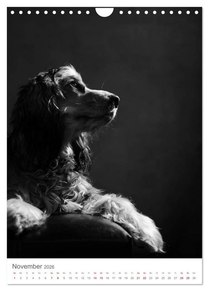 Produktbild: Fine Art Hundeportraits (Wandkalender 2026 DIN A4 hoch), CALVENDO Monatskalender