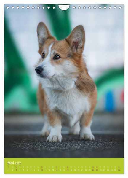 Produktbild: Graffiti Dogs Kunterbunt (Wandkalender 2026 DIN A4 hoch), CALVENDO Monatskalender