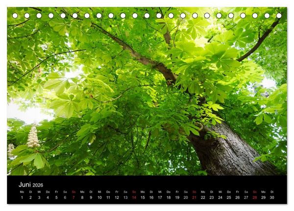 Produktbild: Baumportr&auml;ts 2026 (Tischkalender 2026 DIN A5 quer), CALVENDO Monatskalender