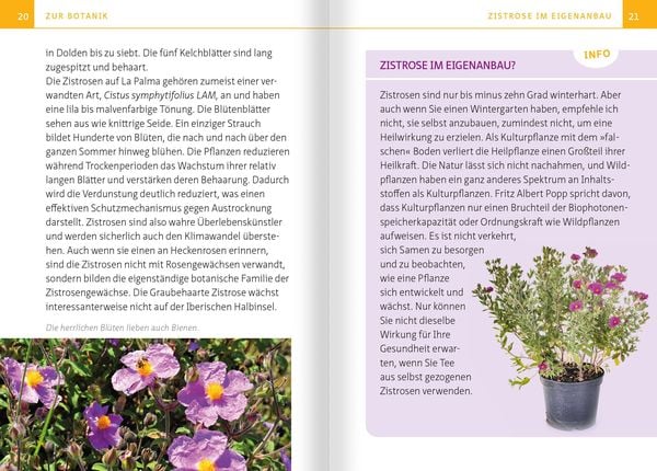 Produktbild: Zistrose. Kompakt-Ratgeber