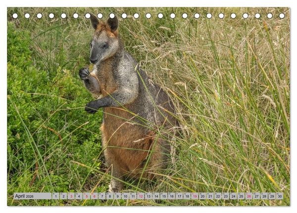 Produktbild: K&auml;ngururs und Wallabys (Tischkalender 2026 DIN A5 quer), CALVENDO Monatskalender