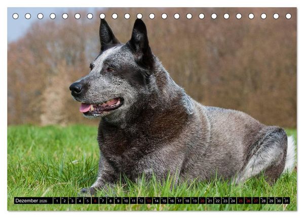 Produktbild: Power auf 4 Pfoten. Australian Cattle Dog (Tischkalender 2026 DIN A5 quer), CALVENDO Monatskalender