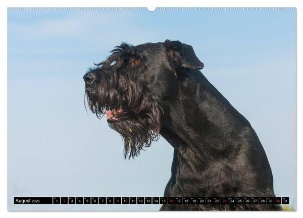 Produktbild: Treuer Freund Riesenschnauzer (Wandkalender 2026 DIN A2 quer), CALVENDO Monatskalender