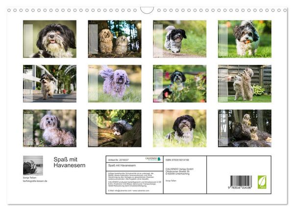 Produktbild: Spa&szlig; mit Havanesern (Wandkalender 2026 DIN A3 quer), CALVENDO Monatskalender