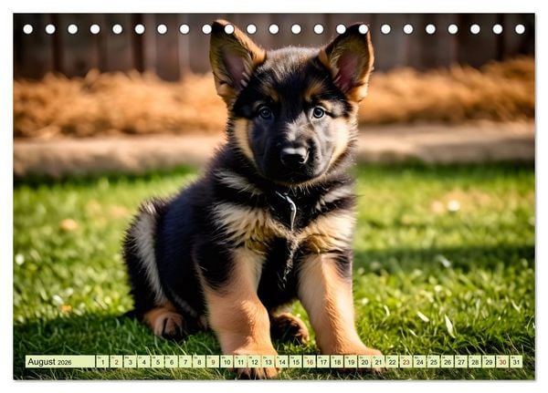 Produktbild: Deutscher Sch&auml;ferhund - Inbegriff der Treue (Tischkalender 2026 DIN A5 quer), CALVENDO Monatskalender