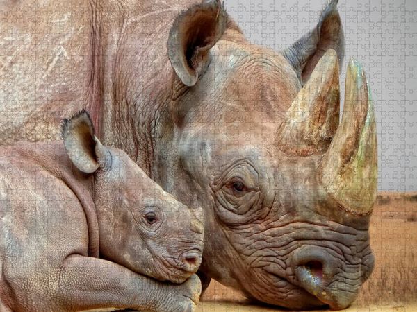Produktbild: CALVENDO Puzzle Ein Motiv aus dem Kalender Bedrohte Tierart - Nashorn | 1000 Teile Lege-Gr&ouml;&szlig;e 64x48cm Foto-Puzzle f&uuml;r gl&uuml;ckliche Stunden
