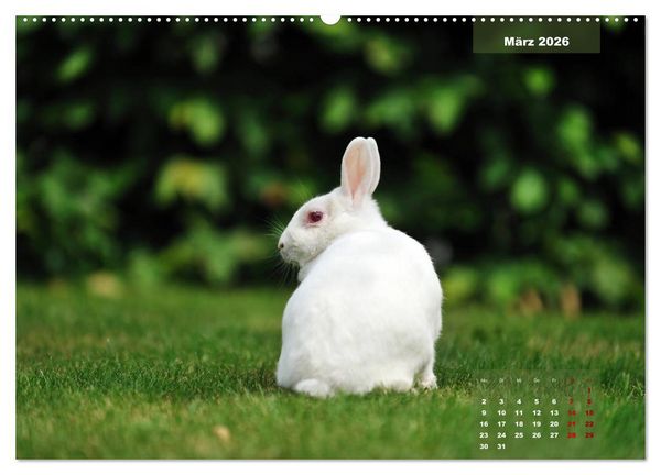 Produktbild: Kaninchen klein und putzig (Wandkalender 2026 DIN A2 quer), CALVENDO Monatskalender