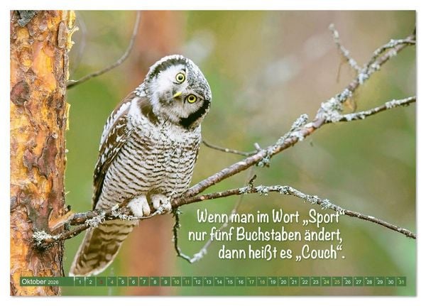 Produktbild: Die Eulen sind los: Edition lustige Tiere (Tischkalender 2026 DIN A5 quer), CALVENDO Monatskalender