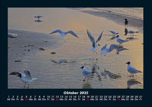 Produktbild: V&ouml;gel 2025 Fotokalender DIN A4