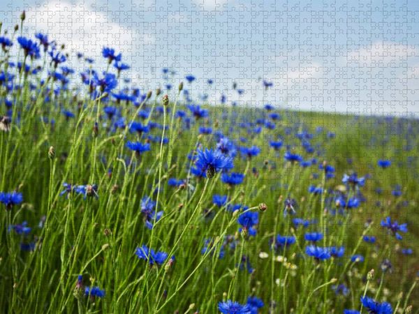 Produktbild: CALVENDO Puzzle Kornblumen - Faszination in Blau | 1000 Teile Lege-Gr&ouml;&szlig;e 64x48cm Foto-Puzzle f&uuml;r gl&uuml;ckliche Stunden