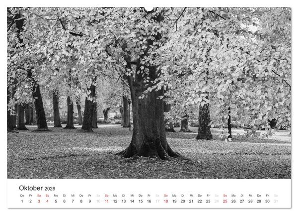 Produktbild: B&auml;ume - Natursch&ouml;nheiten in schwarz-wei&szlig; (Wandkalender 2026 DIN A2 quer), CALVENDO Monatskalender